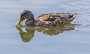 Male Mallard in eclipse