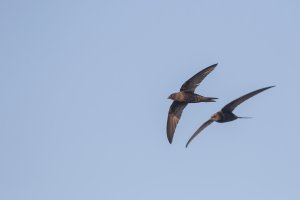 Swifts scything