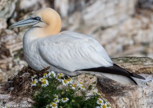 02-7-2023 Gannet at Rest.jpg