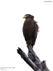 Crested Serpent-Eagle, Borneo