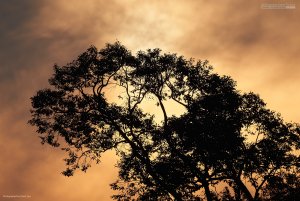 Sunrise over the Borneo Rainforest