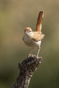 Rufous-tailed scrub robin