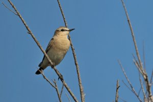 Isabelline Wheatear