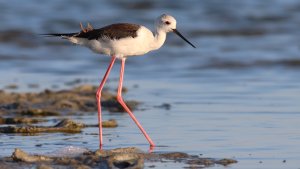 black-winged stilt