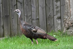 Female Turkey