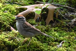 Chipping Sparrow