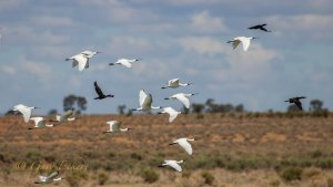 Paroo River waterbirds