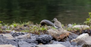 A new lifer for me — Common Sandpiper