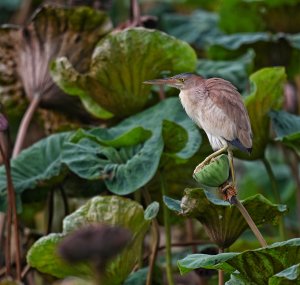 Yellow Bittern perched on a Lotus seed pod.