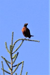 American Robin with supper
