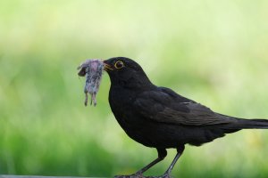 20230618_Amsel_m_mit_Maus_Jork.JPG