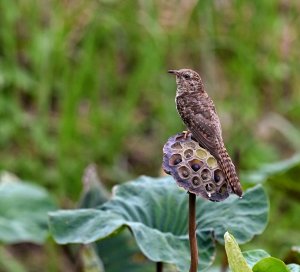 Plaintive Cuckoo.