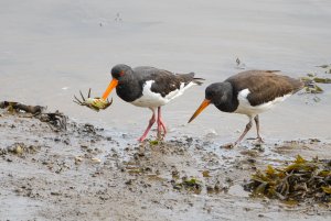 Oystercatchers with Crab