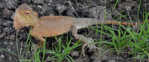 Short-tailed Agama changes colour