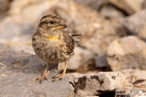 Rock Sparrow