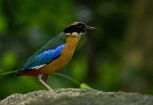 Blue Winged Pitta.