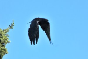American Crow in flight