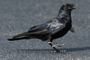 Crow (American or Fish?)