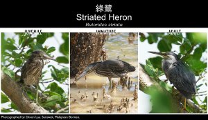 Striated Heron Juvenile/Immature/Adult, Borneo