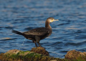 Great Cormorant