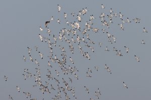 eleonora's falcon and avocets