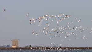 eleonora's falcon and avocets 2