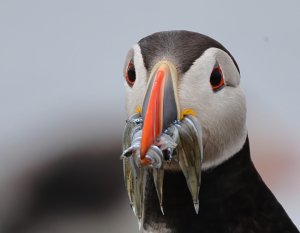 Atlantic Puffin