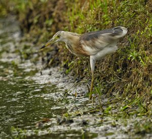 Javan Pond Heron.