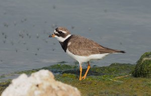 Common Ringed Plover