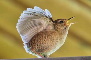 Eurasian_Wren.jpg