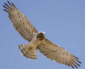 Short-toed Snake Eagle, Circaetus gallicus (Yılan Kartalı)