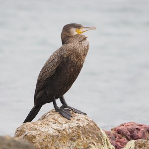 Great Cormorant