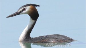 Great crested grebe, dives, flights and loves