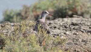 Spotted Redshank