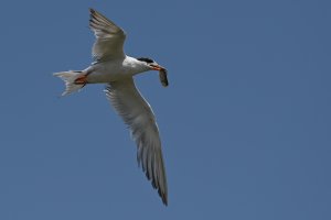 Least Tern with a catch