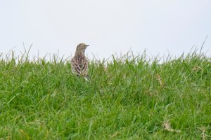 Meadow_Pipit.jpg