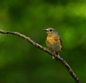 Female Indochinese Blue Flycatcher.