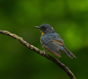 Male Indochinese Blue Flycatcher.