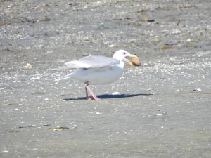 Glaucus-winged gull