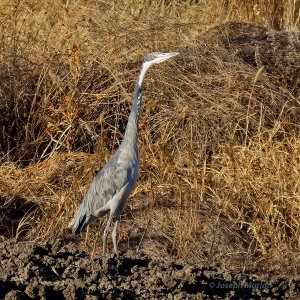 Black-headed Heron