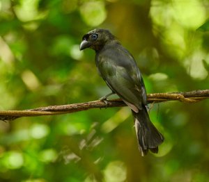 Racket Tailed Treepie.