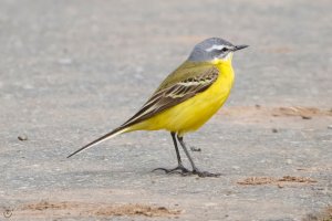 Western_Yellow_Wagtail.jpeg