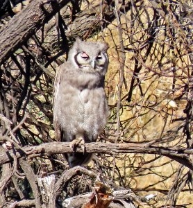 Verreaux's Eagle-Owl