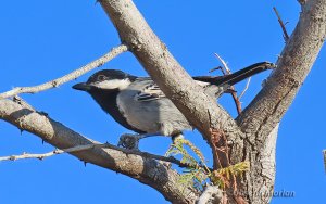 Ashy Tit