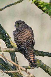 Common_Kestrel.jpg