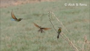 Blue-tailed Bee-eater : a group and parental care : Amazing Wildlife of India by ... Renu Tewari and Alok Tewari