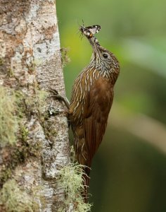 Montane Woodcreeper