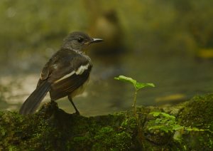 Oriental Magpie Robin.