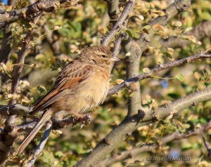 Lark-like Bunting