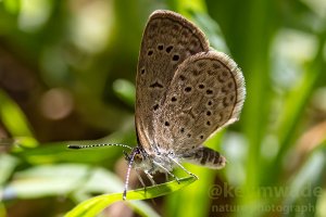 African Grass Blue